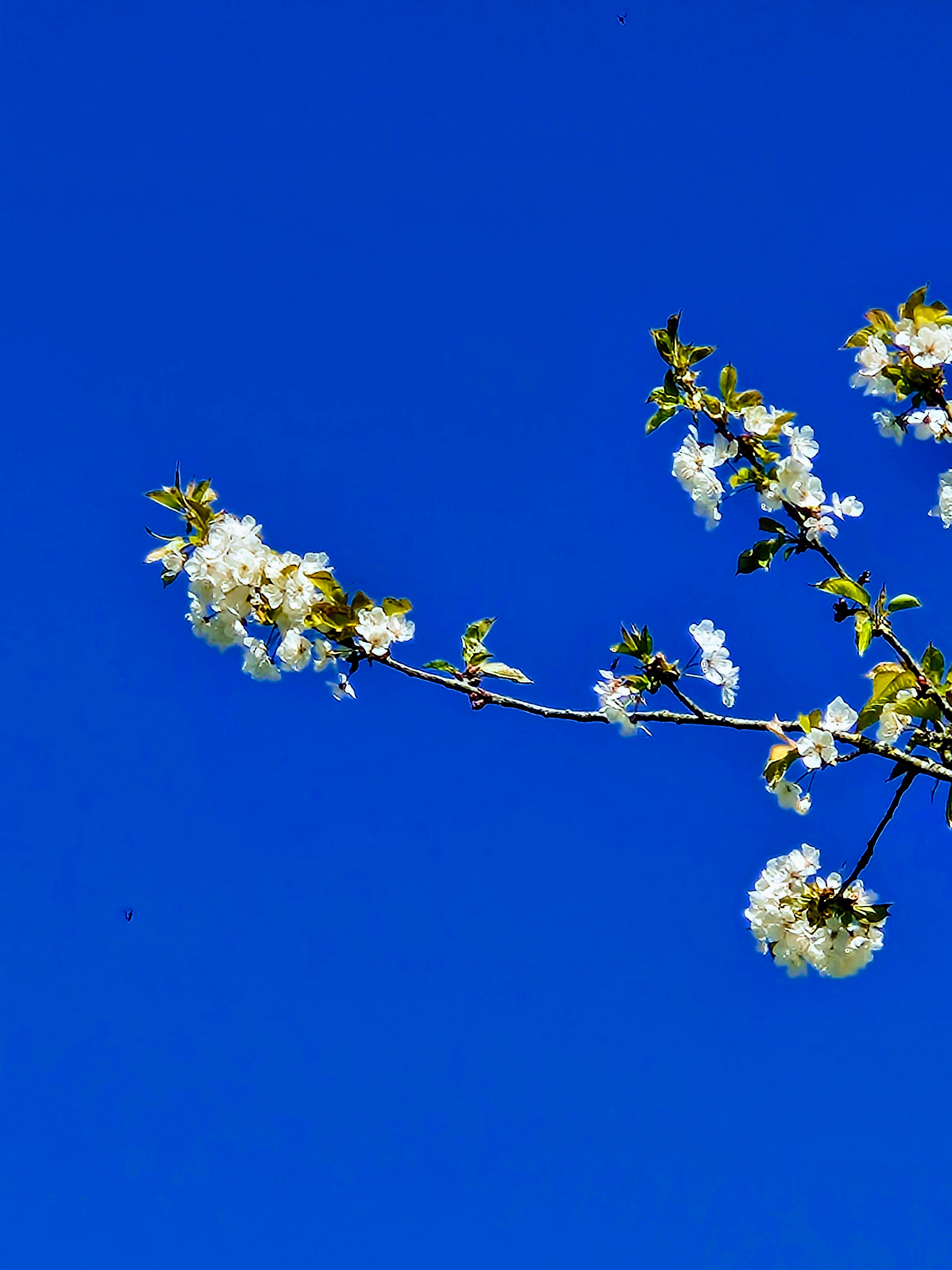 Conseils en aromathÃ©rapie et huiles essentielles