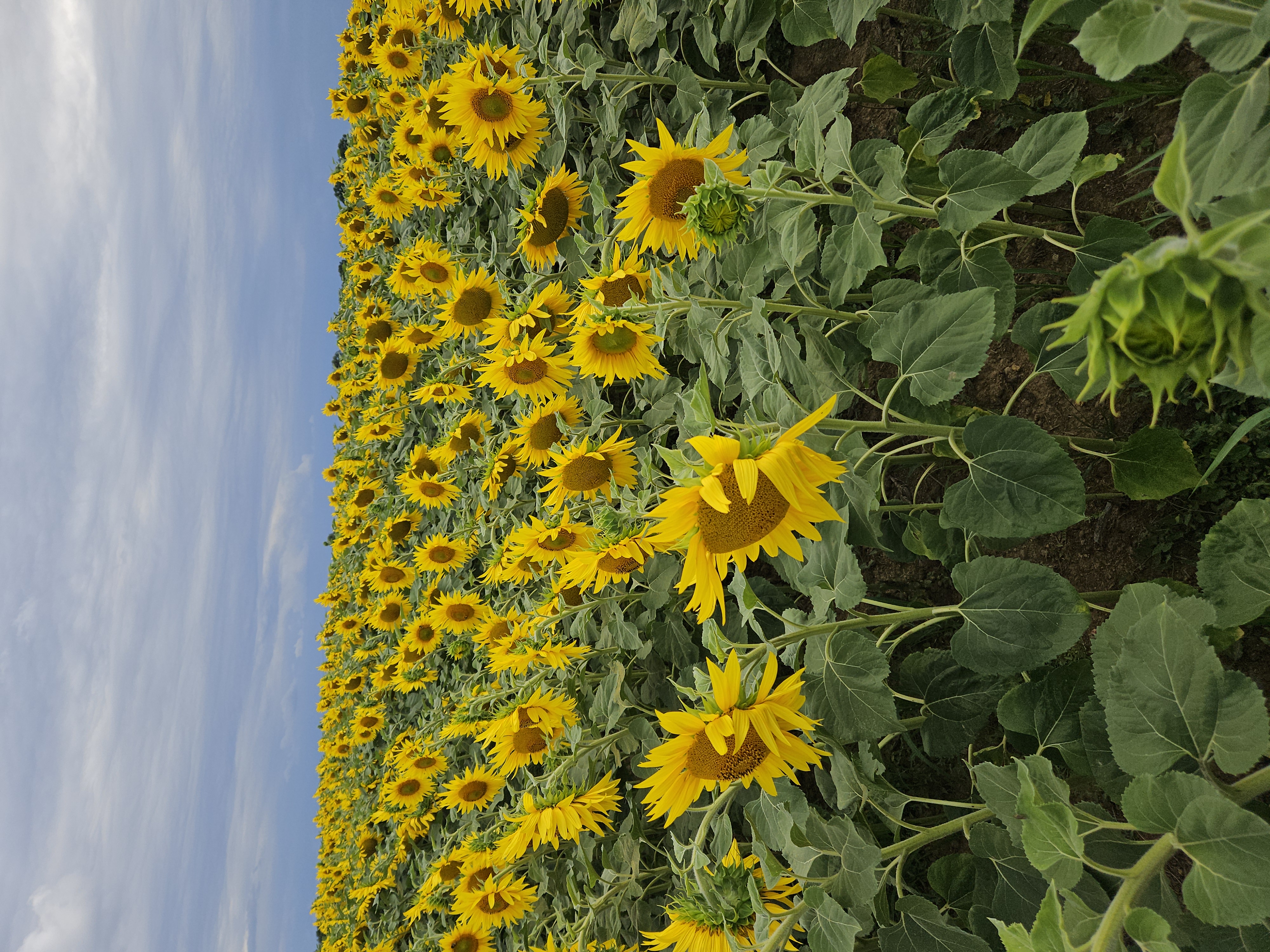 SÃ©ance de Reiki proche EssÃ©