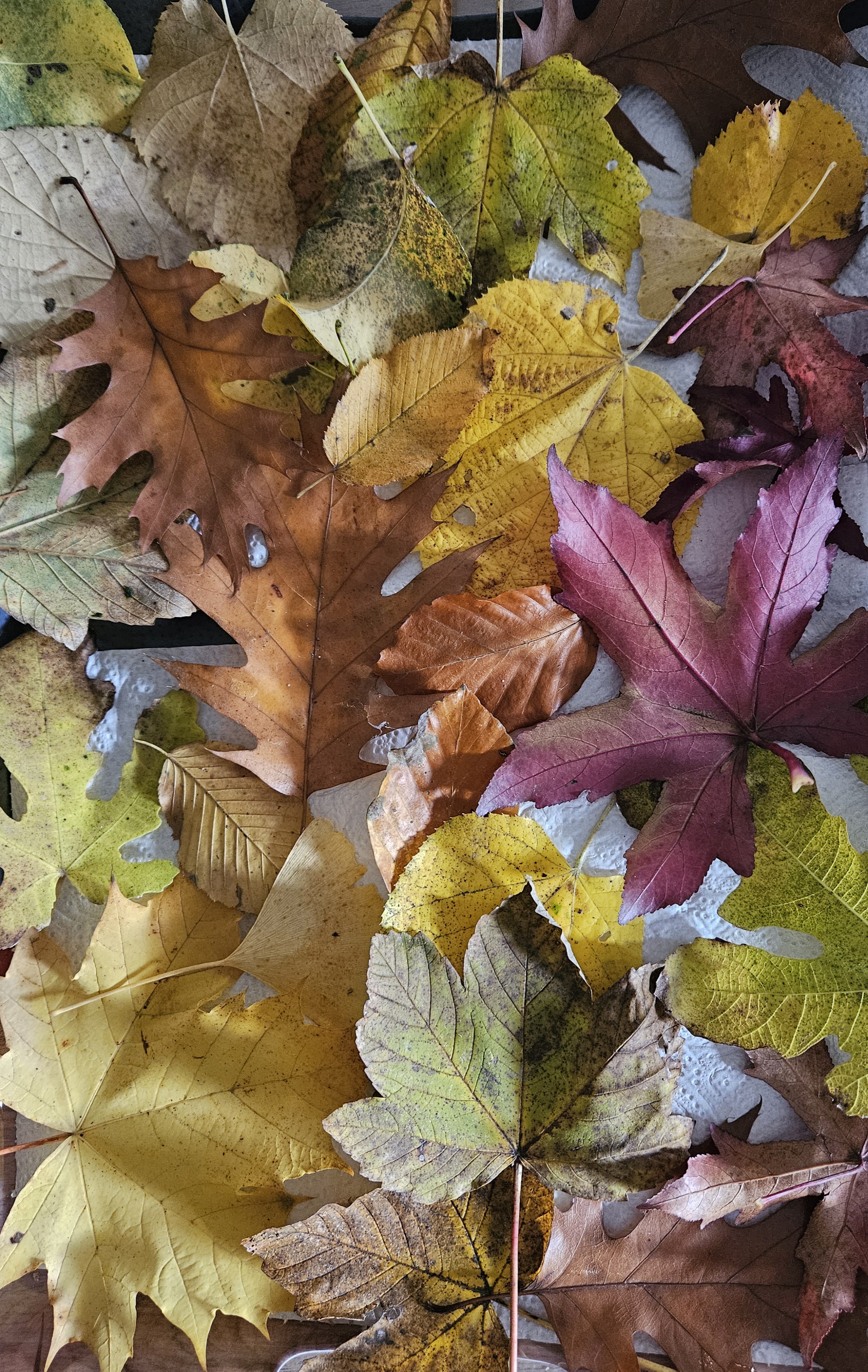 Cabinet de sophrologie cadre apaisant Boistrudan