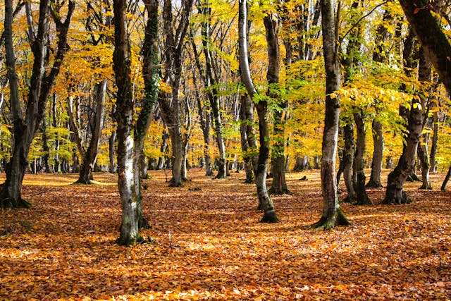 Balade nature sophrologie Pays des Roches