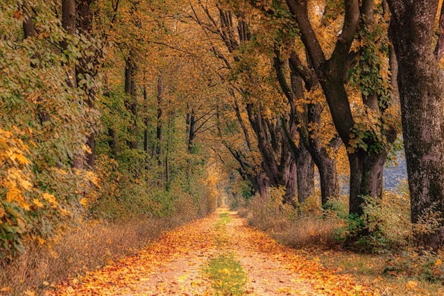 Entreprise Châteaugiron bien-être nature
