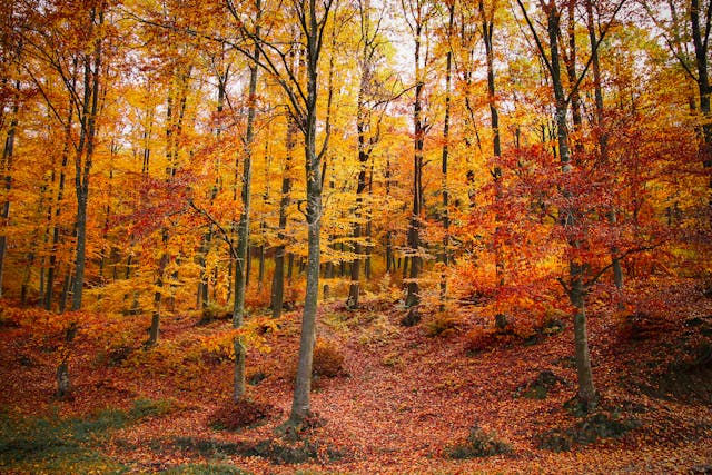 Sophrologie nature Louvigné-de-Bais équipe