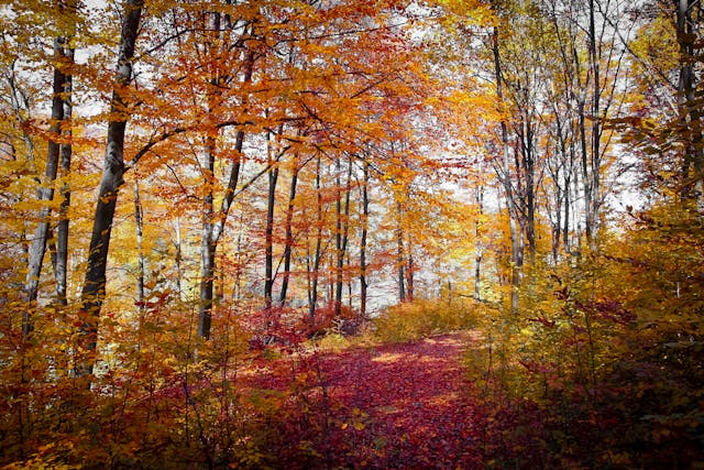 Sophrologie nature entreprise Bretagne